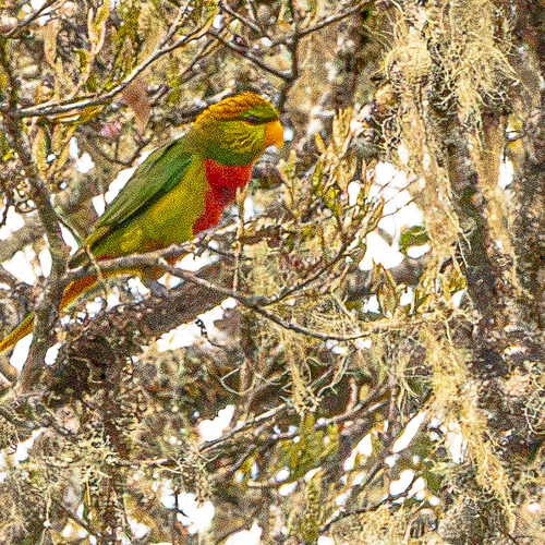 Neopsittacus pullicauda observed 2026-03-12