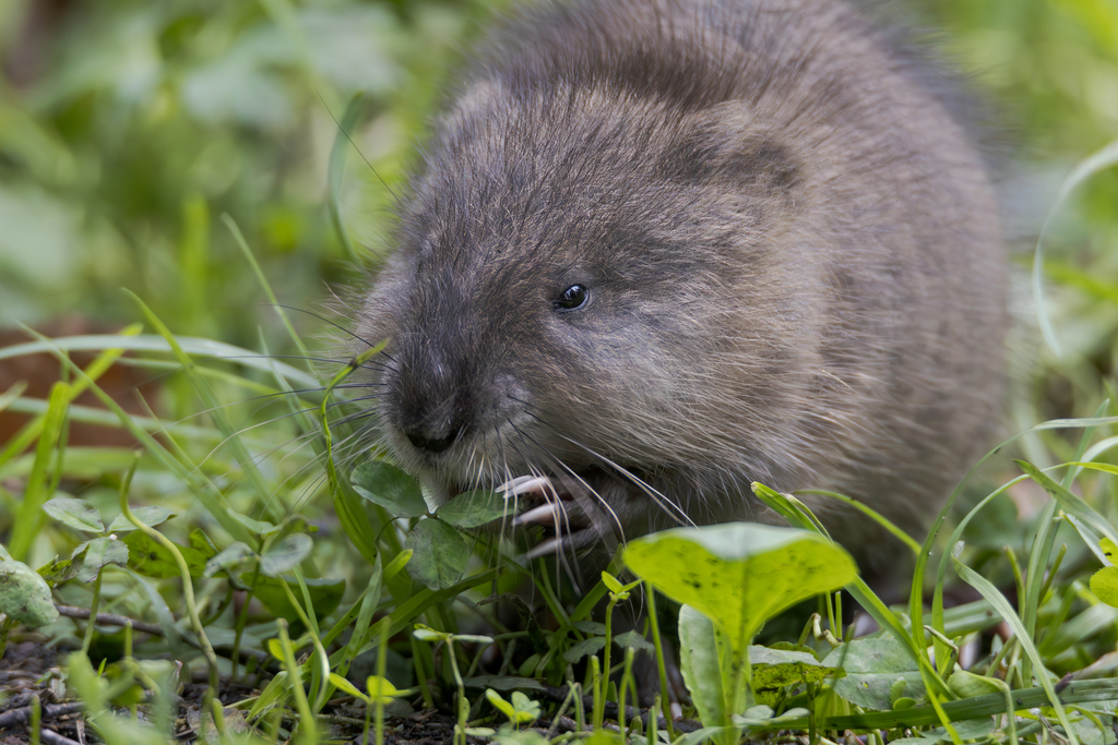 Muskrat