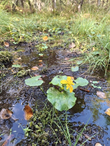marsh marigold