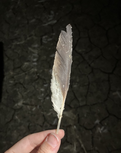 Plume de Avocette élégante