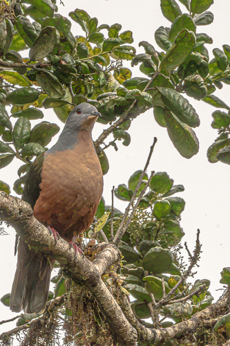 Ducula chalconota observed 2026-03-12
