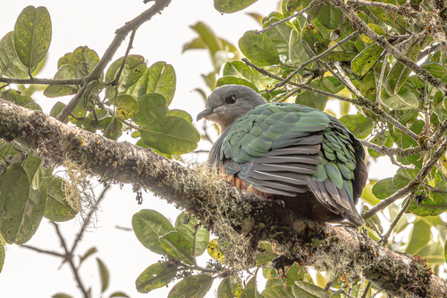 Ducula chalconota observed 2026-03-12
