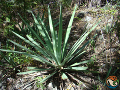 Agave angustifolia rubescens