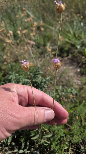 Petrorhagia prolifera, photograph 2