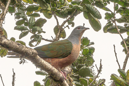 Ducula chalconota observed 2026-03-12