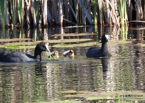iNaturalist: (c) fredbont, some rights reserved (CC BY-NC), uploaded by fredbont iNaturalist image