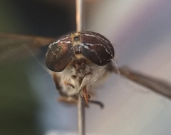 Tabanus sackeni