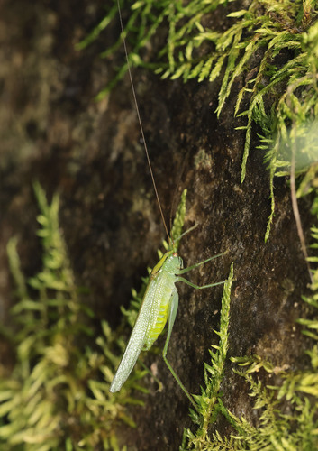 Xizicus coreanus