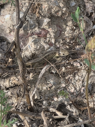 Sand Lizard