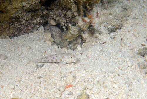 Gnatholepis ophthalmotaenia observed 2026-07-19