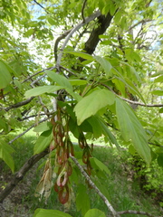 Acer negundo
