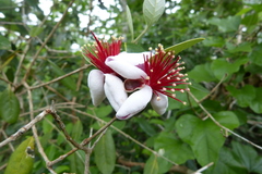 Feijoa sellowiana