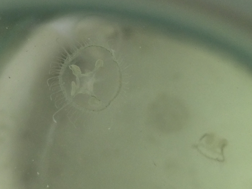 Common Freshwater Jellyfish