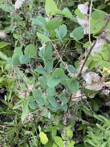 Vicia pisiformis