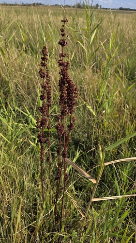 Rumex stenophyllus, photograph 4