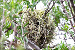 Tillandsia retorta