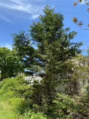 Cupressus × leylandii