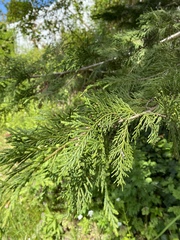 Cupressus × leylandii