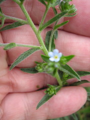 Lappula squarrosa