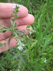 Lappula squarrosa