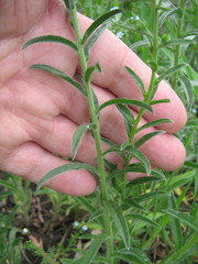 Lappula squarrosa