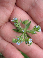 Lappula squarrosa