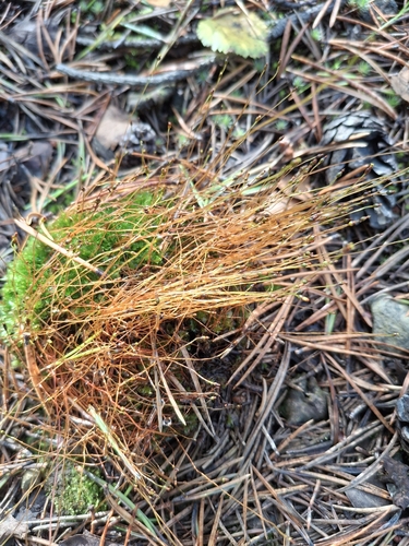 Round-fruited Collar-moss