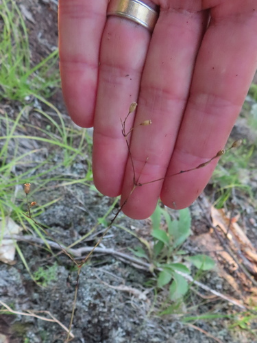 Silene antirrhina observed 2026-08-28