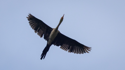 iNaturalist image