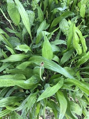 Plantago lanceolata