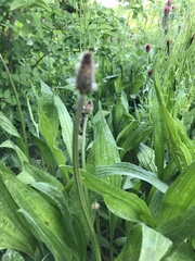 Plantago lanceolata