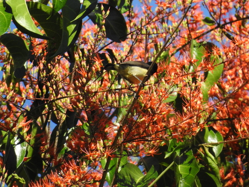 iNaturalist image