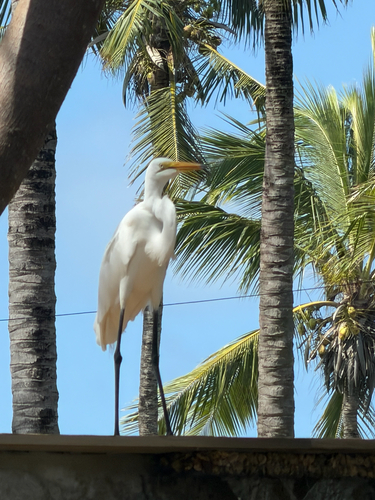Great Egret