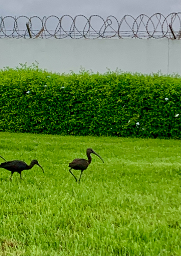 Glossy Ibis