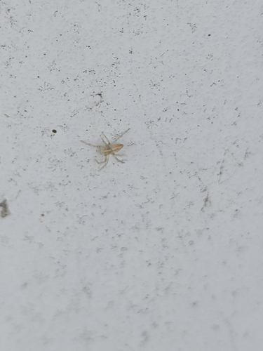 Oxyopes lineatus