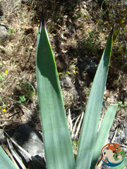 Agave angustifolia rubescens