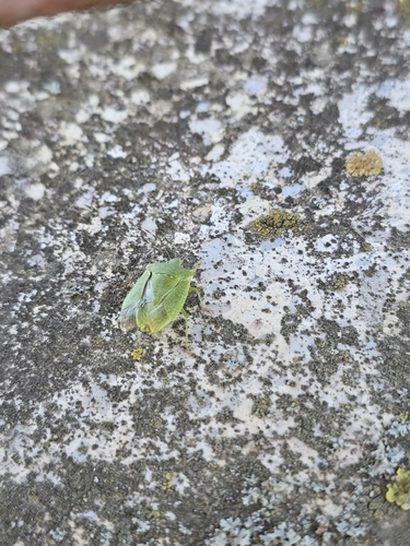 Southern Green Stink Bug