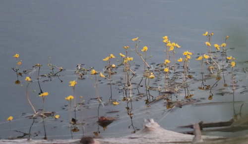 Utricularia radiata