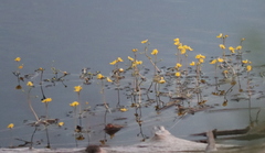 Utricularia radiata