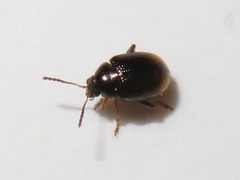 Hippuriphila modeeri