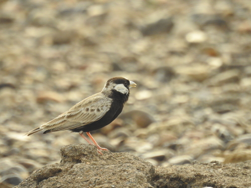 Black-crowned Sparrow-Lark
