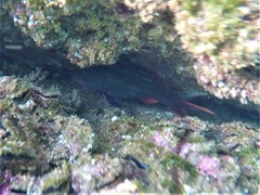 Cephalopholis colonus