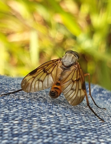 Downlooker Snipefly
