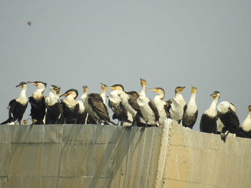Great Cormorant