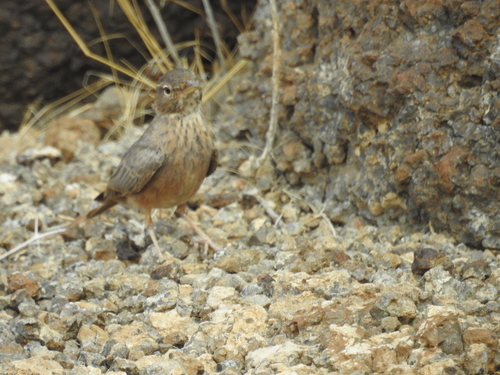 Desert Lark