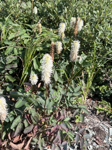 Canadian burnet