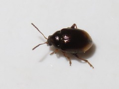 Hippuriphila modeeri