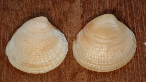 Chione cancellata observed 2026-09-03