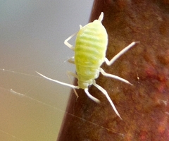 Longicaudus trirhodus