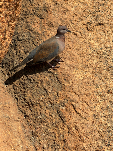 Laughing Dove